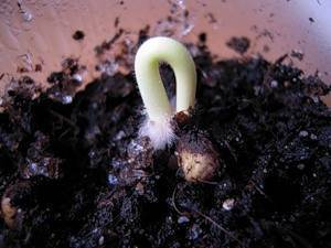 Бругмансия - выращивание из семян в домашних условиях, видео