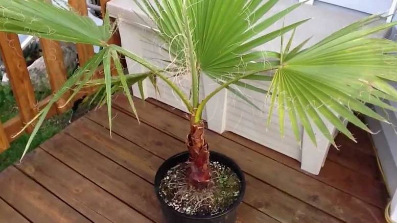 Проращивание, пересадка и уход за пальмами вашингтония — нитеносной и робуста