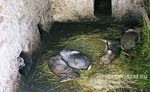 Кролики в яме: технология выращивания под землей