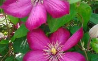 Клумбы непрерывного цветения – схемы с описанием цветов