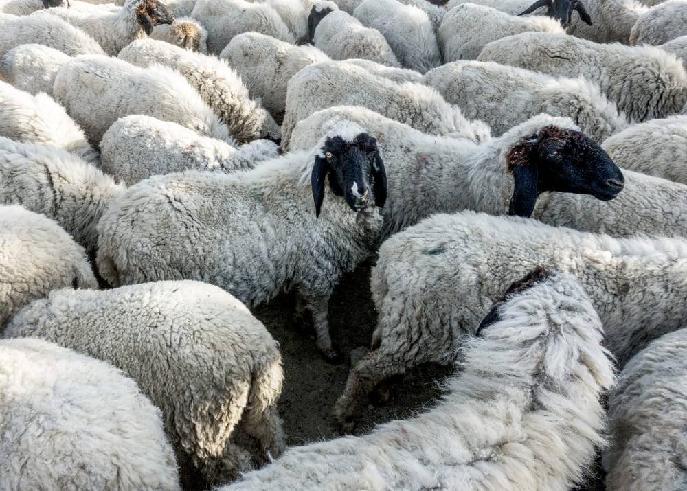 Курдючные породы овец: характеристика продуктивности, особенности разведения