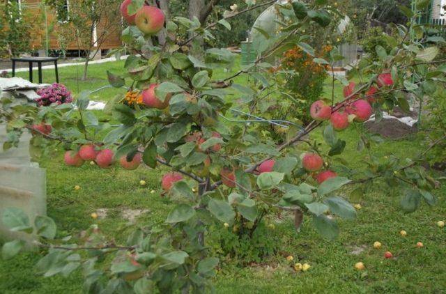 Описание и характеристики сорта яблонь конфетное, выращивание в регионах и особенности ухода