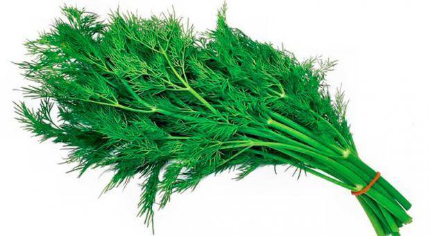 Зеленый лук: польза и вред для здоровья
