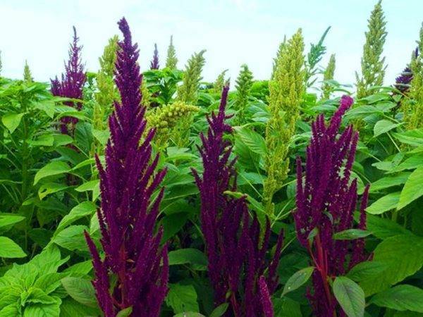 Цветы амарант: технология выращивания из семян