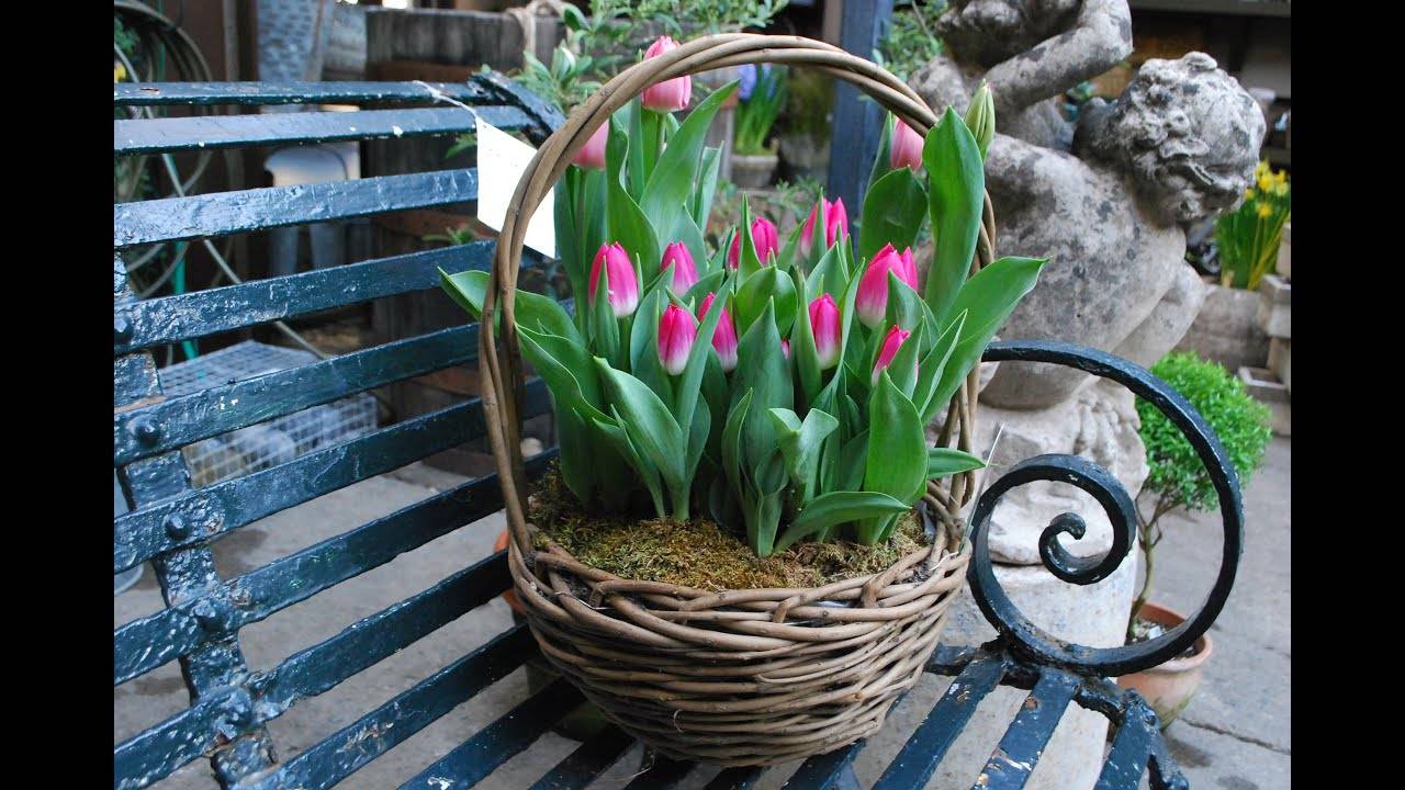 Нежный букет к 8 Марта — выгонка тюльпанов дома