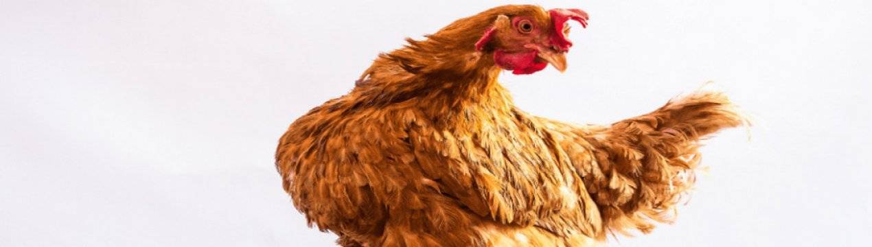 Кормление и схемы поения цыплят кур