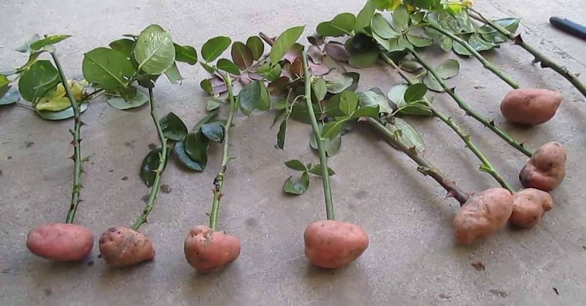 Надежный способ укоренить розу в картофельном клубне
