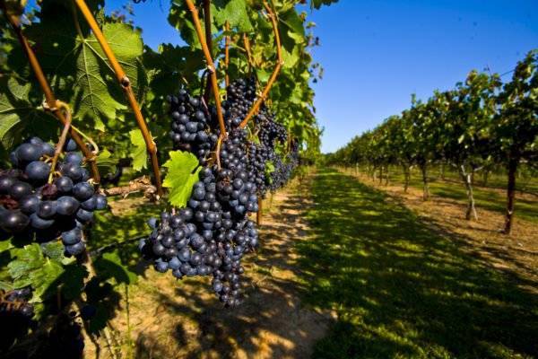 Правильная посадка винограда — залог хорошего урожая