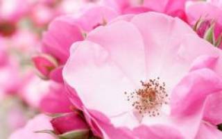 Изучаем полезные свойства розы и противопоказания к применению