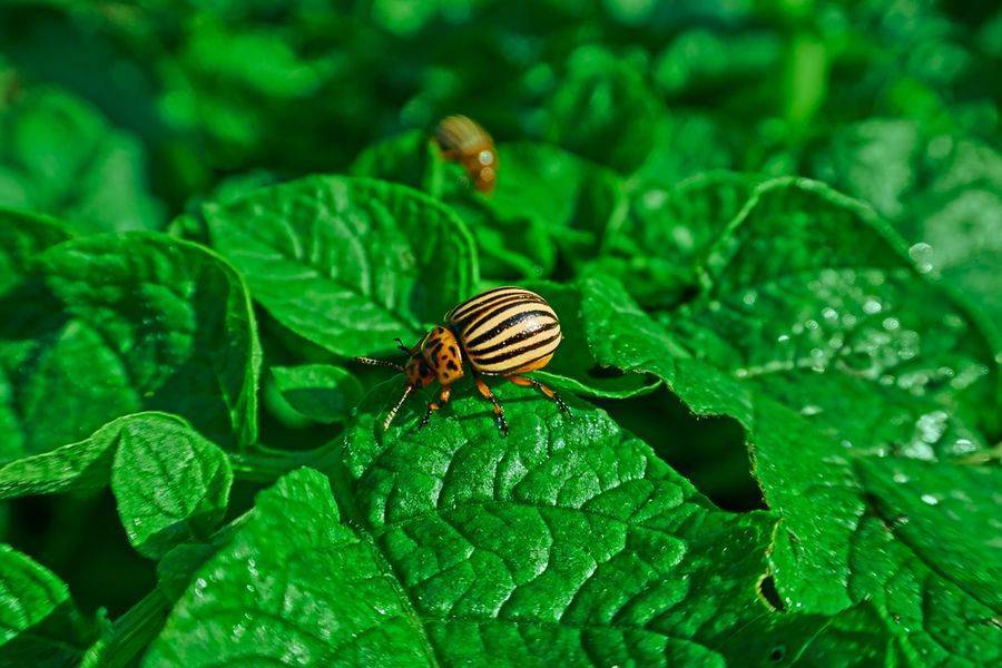 Как избавиться от колорадского жука на картошке навсегда народными и химическими средствами