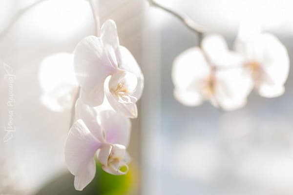 Можно ли сажать орхидею в непрозрачный горшок, видео