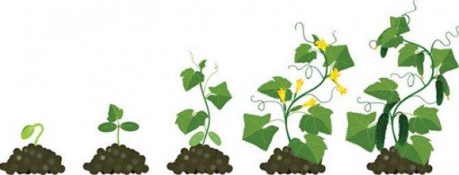 Период вегетации: описание понятия, определение у различных растений, сроки