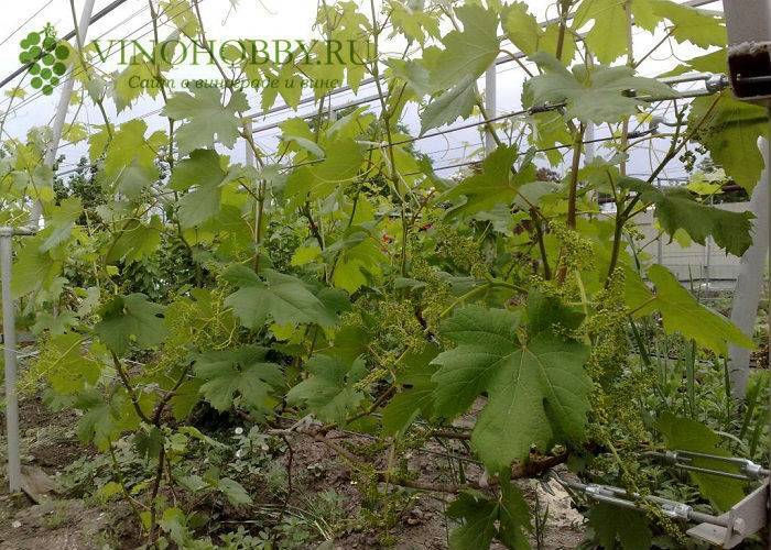 Обработка винограда весной и летом 2019 года: подробная виноградная шпаргалка по защитным обработкам от болезней и вредителей на каждом этапе роста, эффективные средства на любой случай