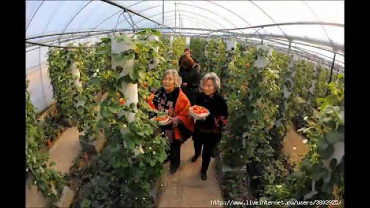 Как правильно выращивать клубнику в теплице круглогодично: технология ухода, выращивание и опыление
