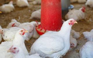 Если выяснить почему дохнут цыплята бройлеры, можно спасти поголовье птицы