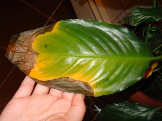 Появились пятна коричневого или иного цвета на листьях спатифиллума? причины, лечение и профилактика недуга