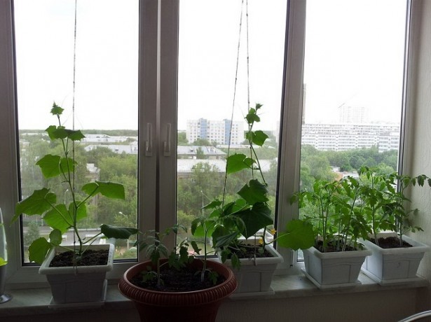 Огурцы на окне: выращивание зимой