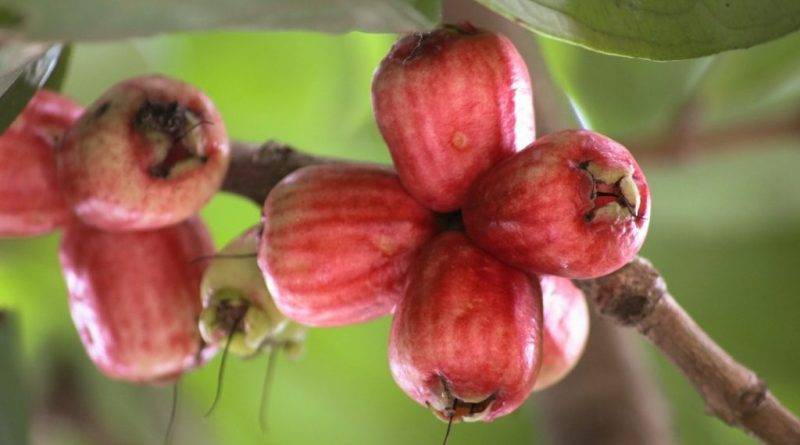 Экзотическое растение гуава: описание и его фото