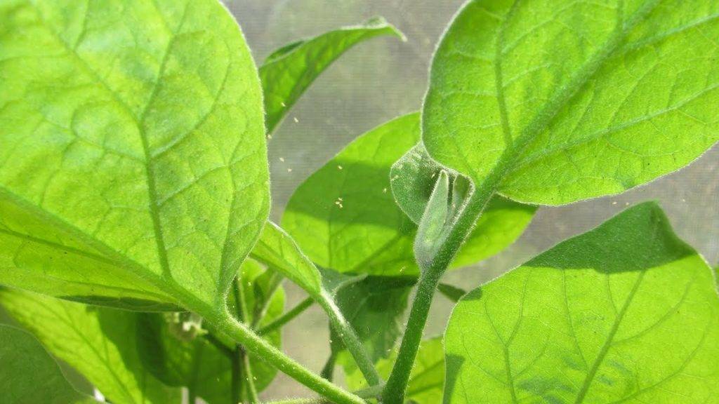«битоксибациллин» – биологическая защита растений от вредителей — инструкция по применению