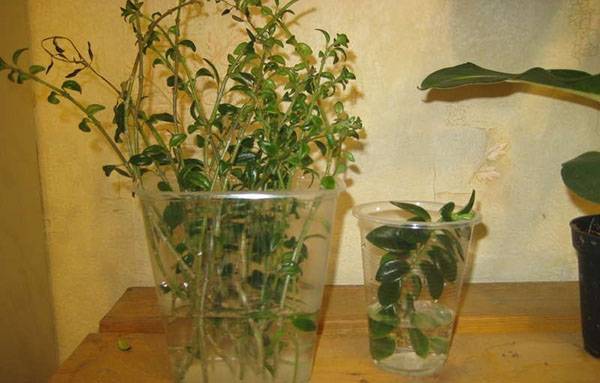 Разновидности цветка нематантус — уход в домашних условиях