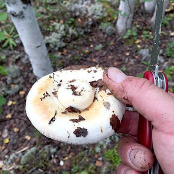 Как вкусно солить белые грибы — проверенные методы