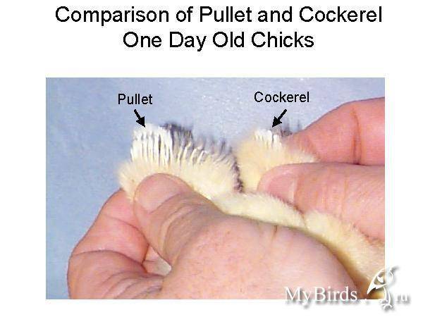 Как отличить курочку от петушка и определить пол цыпленка