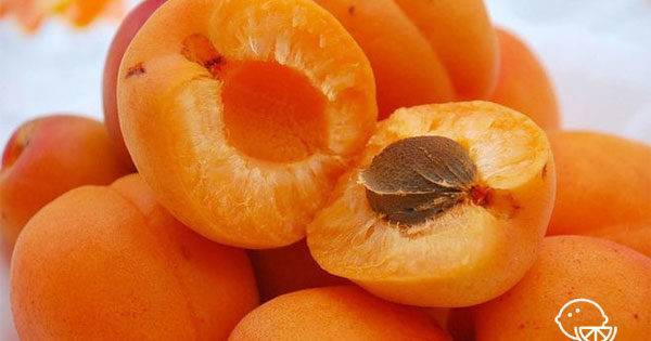 Состав и лечебные свойства абрикоса для здоровья человека