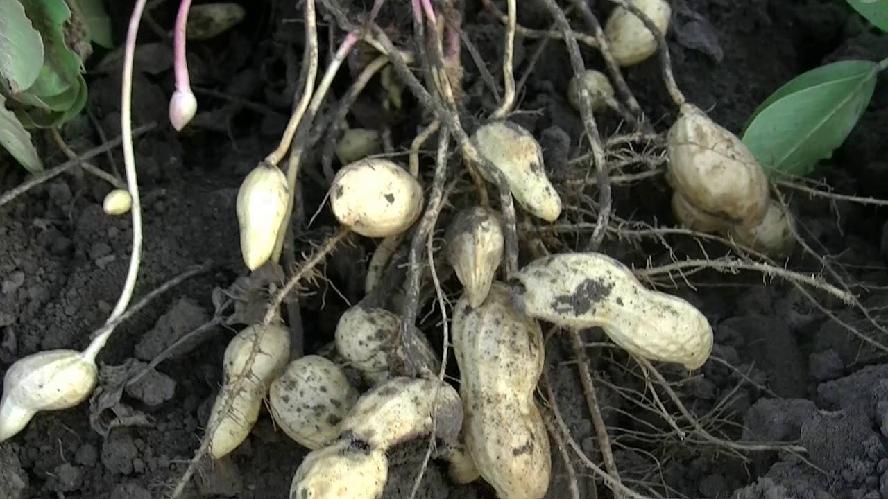 Арахис: выращивание в открытом грунте