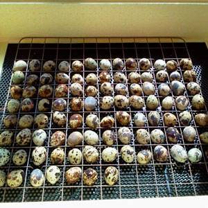 Инкубация перепелиных яиц – пошаговая инструкция