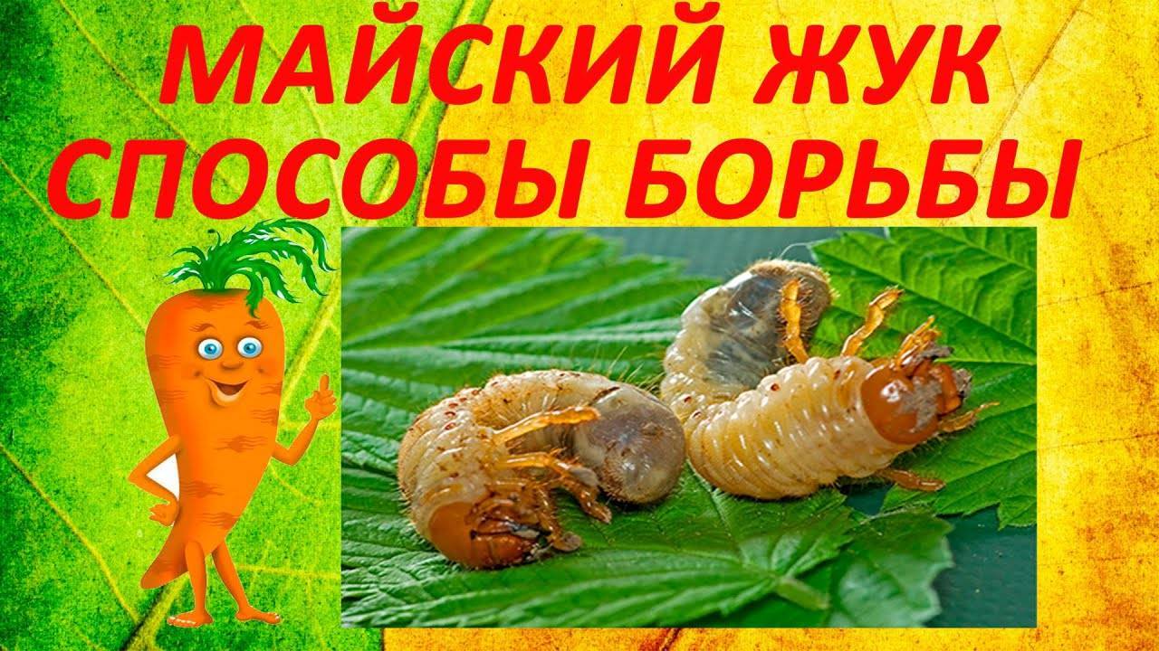 Личинки майского жука: как  с ними бороться? 7 лучших методов
