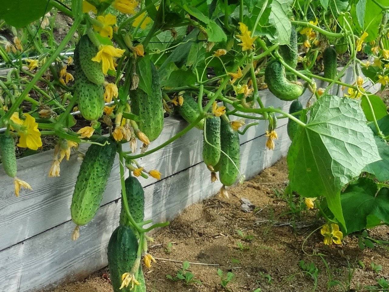 Пучковые огурцы: как вырастить и получить богатый урожай
