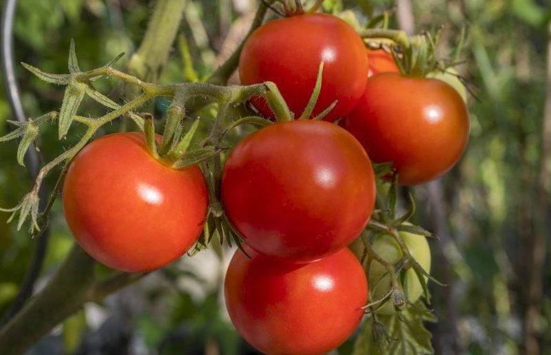 Сорта томатов для ленинградской области с описанием