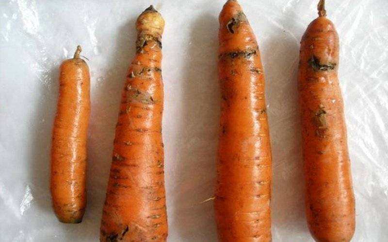Болезни моркови при хранении