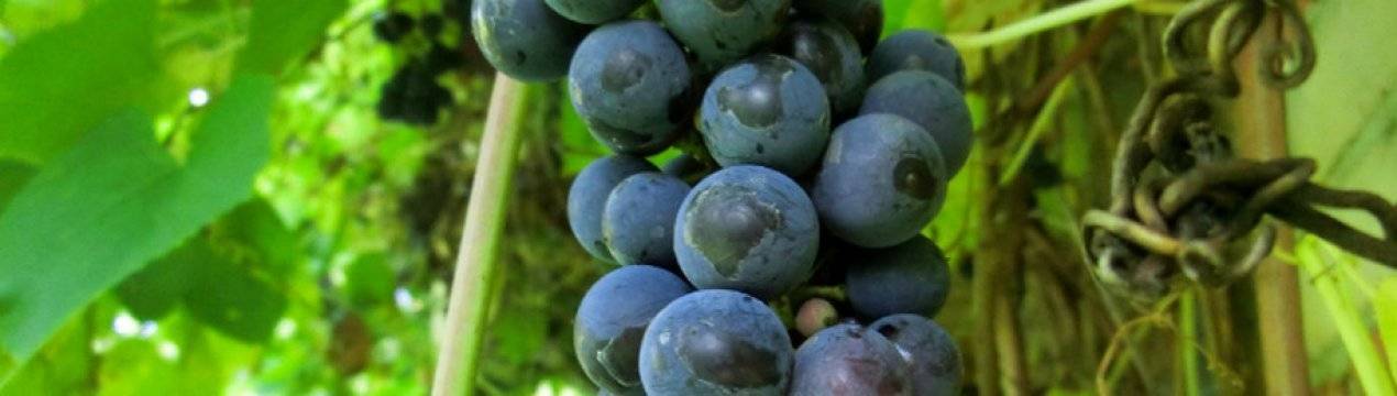 Домашнее вино из винограда в домашних условиях - рецепты с фото