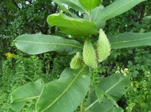 Мшанка: выращивание, посадка и уход в открытом грунте