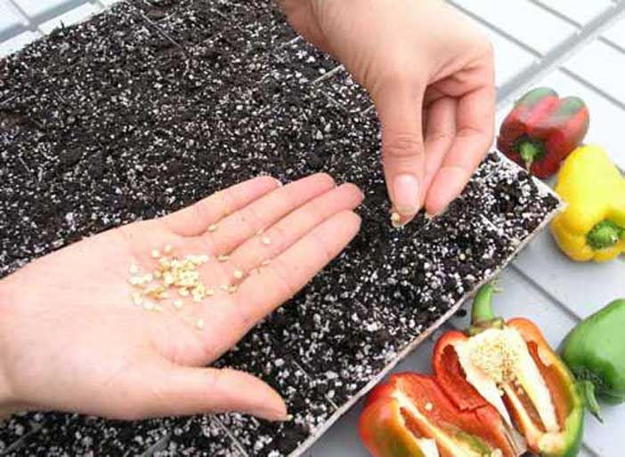 Посев семян перца на рассаду и пикировка: пошаговая инструкция