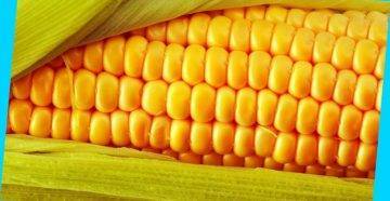 Ранняя кукуруза – секреты выращивания