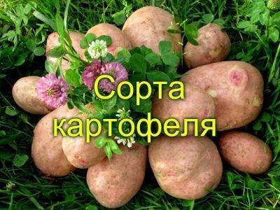 Что делать если плохо растет картофель: причины и решение проблемы