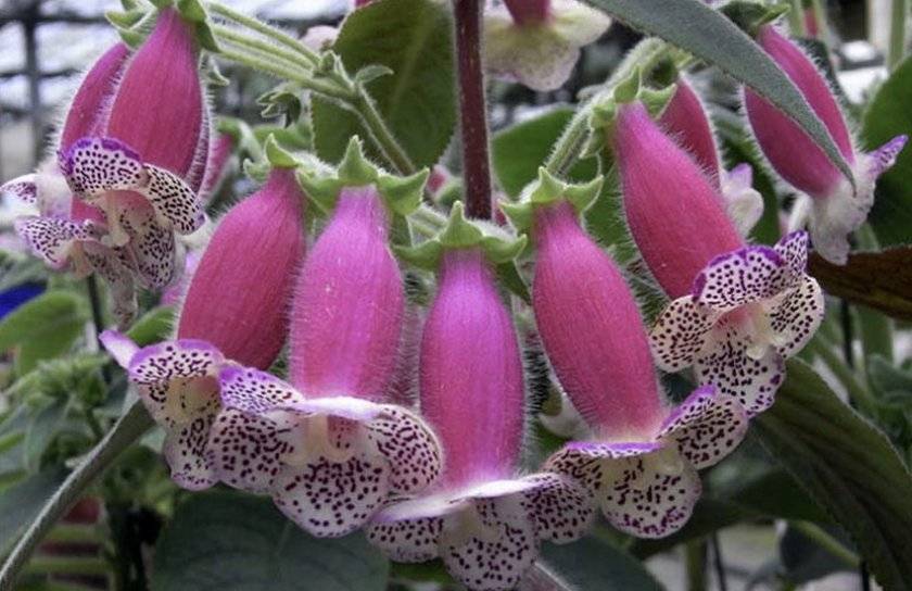 Секреты выращивания декоративного цветка калерия