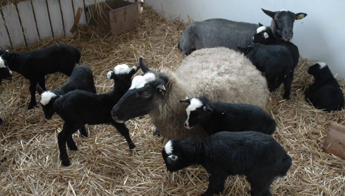 Овца меринос: особенности разведение и содержания