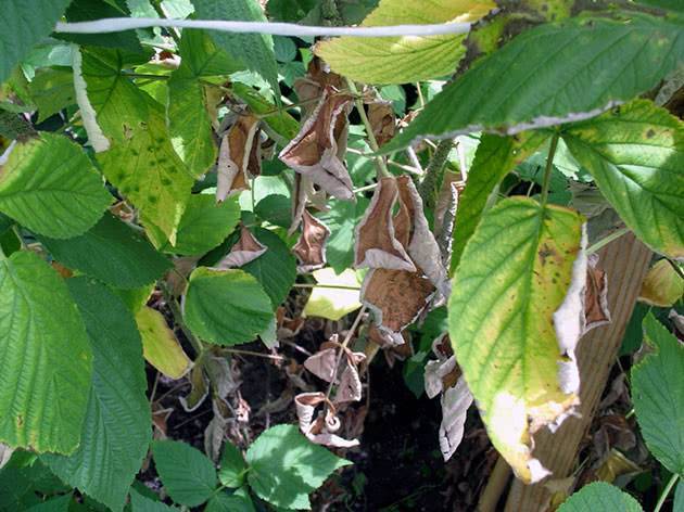 Обработка малины весной от болезней и вредителей