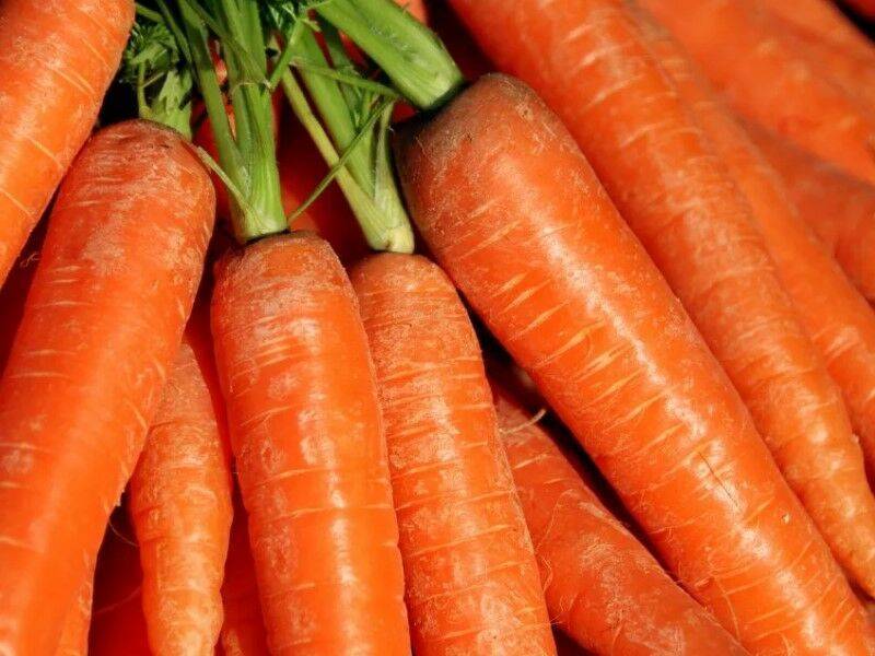 Правила посадки моркови в сибири