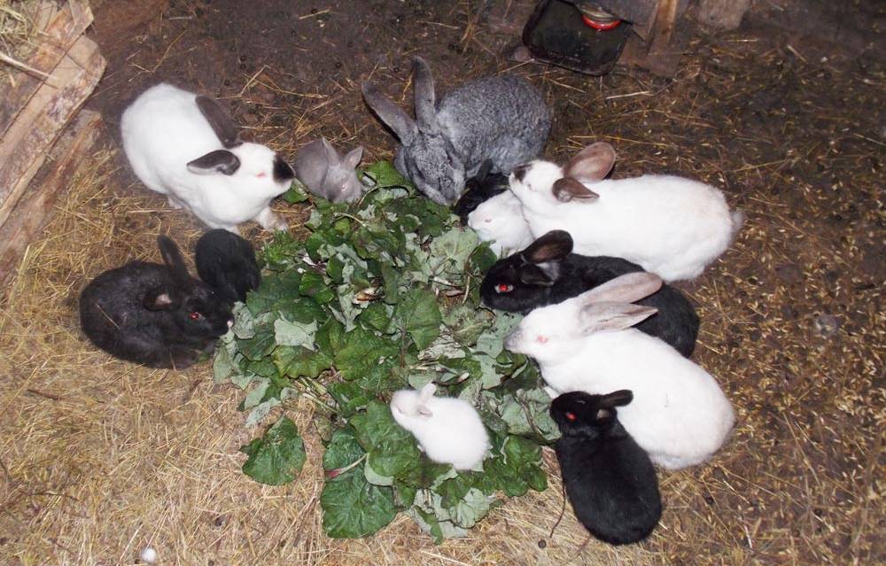 Ямное содержание кроликов