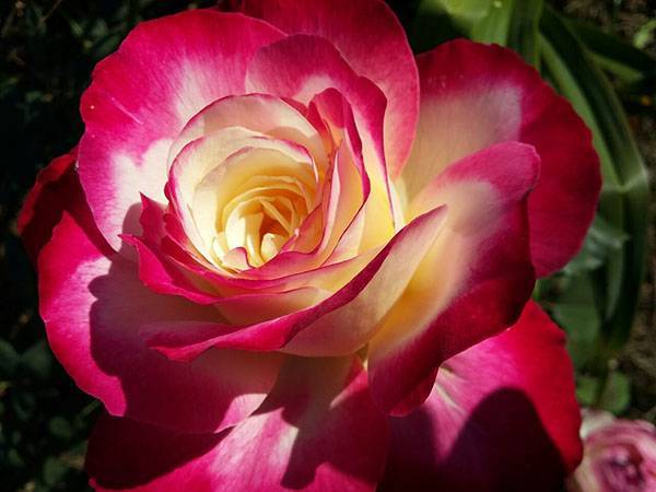 Роза дабл делайт (double delight) — выращивание декоративного кустарника