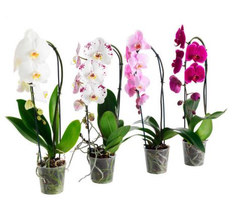 Полезная информация, когда лучше пересаживать орхидею фаленопсис