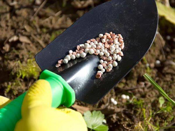 5 ошибок при выращивании смородины, которые лишают вас урожая