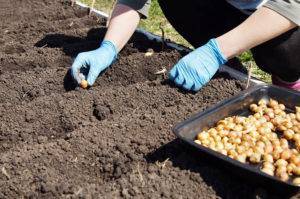 Легкий способ посадки лука-севка весной в открытый грунт