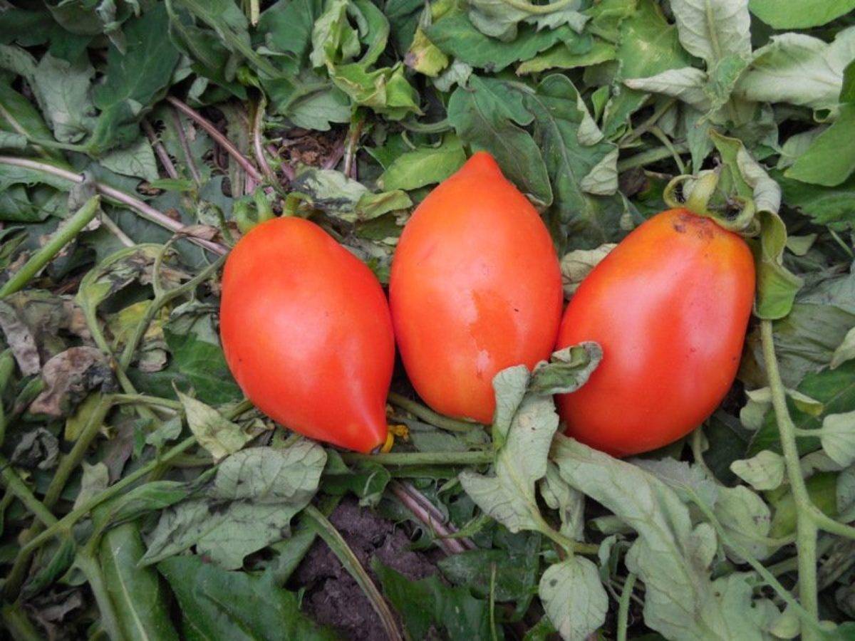 Для всех регионов россии – неприхотливые и урожайные помидоры челнок
