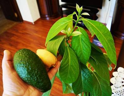 Как вырастить дерево авокадо в домашних условиях из косточки
