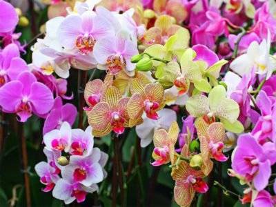 Компоненты грунта для орхидей и особенности их выбора